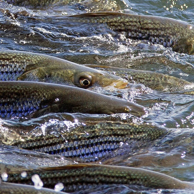 Cortland Striped Bass Blitz Fly Line 7 Cortland Striped Bass Blitz Fly Line - Image 5